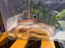 African house snake