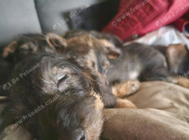 Standard Dachshund puppies 8 weeks old 3 boy and 1 girl.