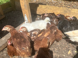 8 Week Pullets & Cockerels