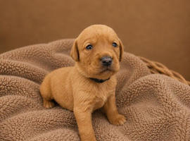 Red / Dark Yellow labdrador retriever puppies