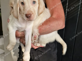 Beautful home raised  litter of labradoodles for sale