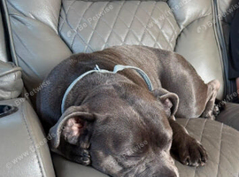 Beautiful blue staffy