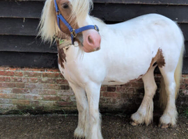 Beautiful Skewbald Mare, 6 years old, 13'1
