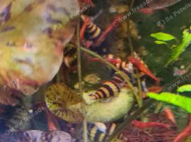Assassin snails