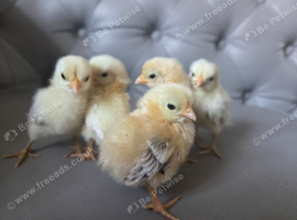 5 x Serama chicks - 1 week old
