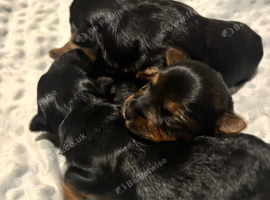 Yorkshire Terrier puppies