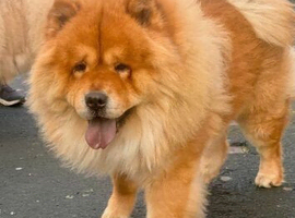 Chow chow puppies