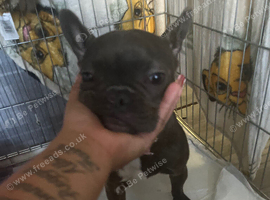 Female French bulldog