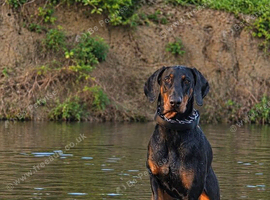Doberman to stud