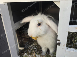 Little girl with hutch