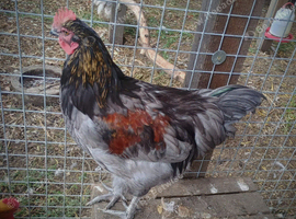 Mixed breed cockerel
