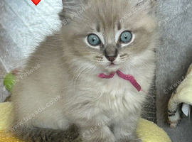 STUNNING FEMALE RAGDOLL KITTEN READY NOW