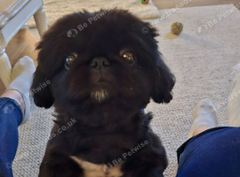 Gorgeous black female pekingese adult