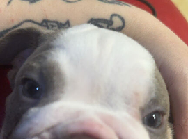Bulldog puppies for sale.