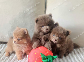 Beautiful lilac pomeranian girls