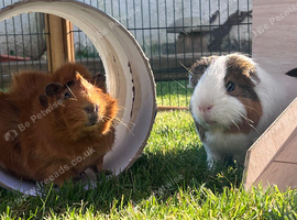 Rehoming bonded boars