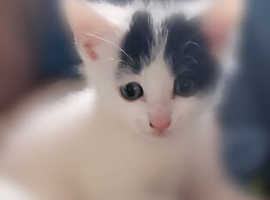 One female furbaby