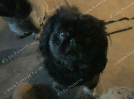 Black & Fawn 19 month old Pekingese