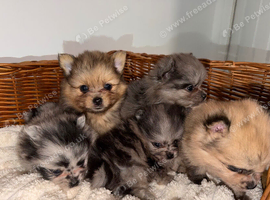 Teacup Russian Pomeranian Puppies Available