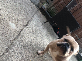 Pocket bully 3 year old (chunk)