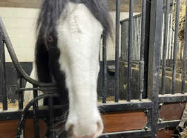 Stable and Grazing to rent