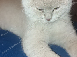 British short hair kitten