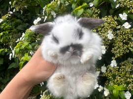 XxxTiny Baby Bunnys