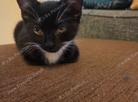 Black and white kitten