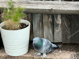 Turkish pigeon