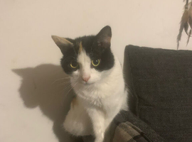 Cat for rehoming