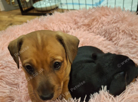 Lakeland x dachshund puppies