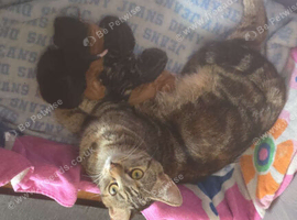 Mix breed kittens for sale