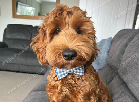 8 Month Old Red Male