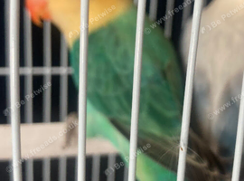 Lovebirds babys