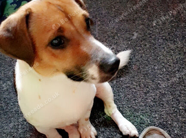 3 year old jack Russell name is Rocky
