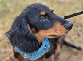 Miniture Long Haired Dachshund