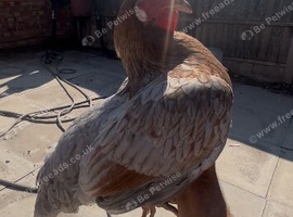 Farm hen/poulet for sale