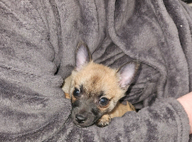 Pomchi Male 8 weeks