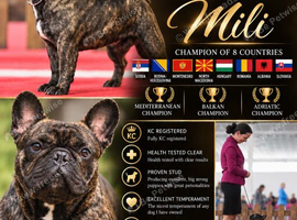 INTERNATIONAL CHAMPION MILI AVAILABLE AT STUD