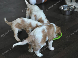 Cavalier king charles puppies