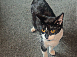 looking for male cat for my formal cat