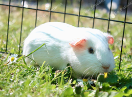 Pure white sow ready to leave