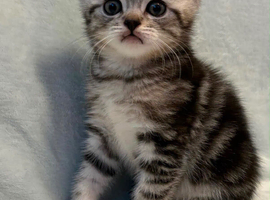 5 beautiful kittens for sale