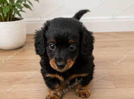Doxie chon Last boy