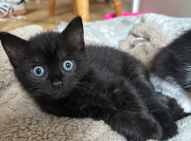 3 all black kitten&rsquo;s ready for loving homes ️