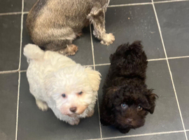 Beautiful Schnoodle Puppies GIRLS