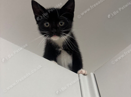 Male kitten
