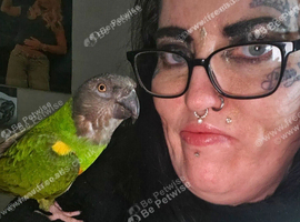 Tame 3 & Half Year Senegal Parrot For New Home,