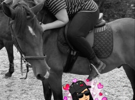 WANTED HORSE FOR FULL LOAN OR LWVTB