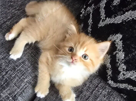 2 boys left from litter of 5
